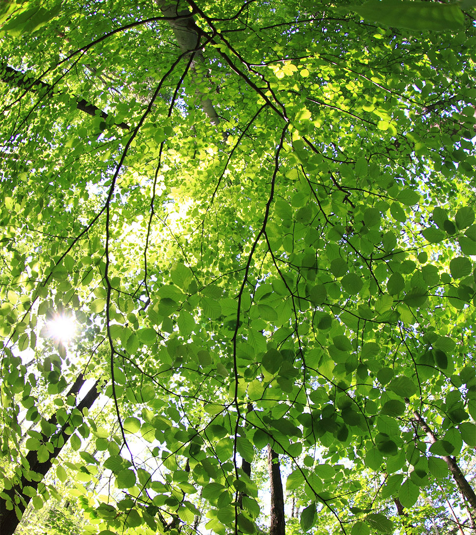 larkwood looking up through tree leaves