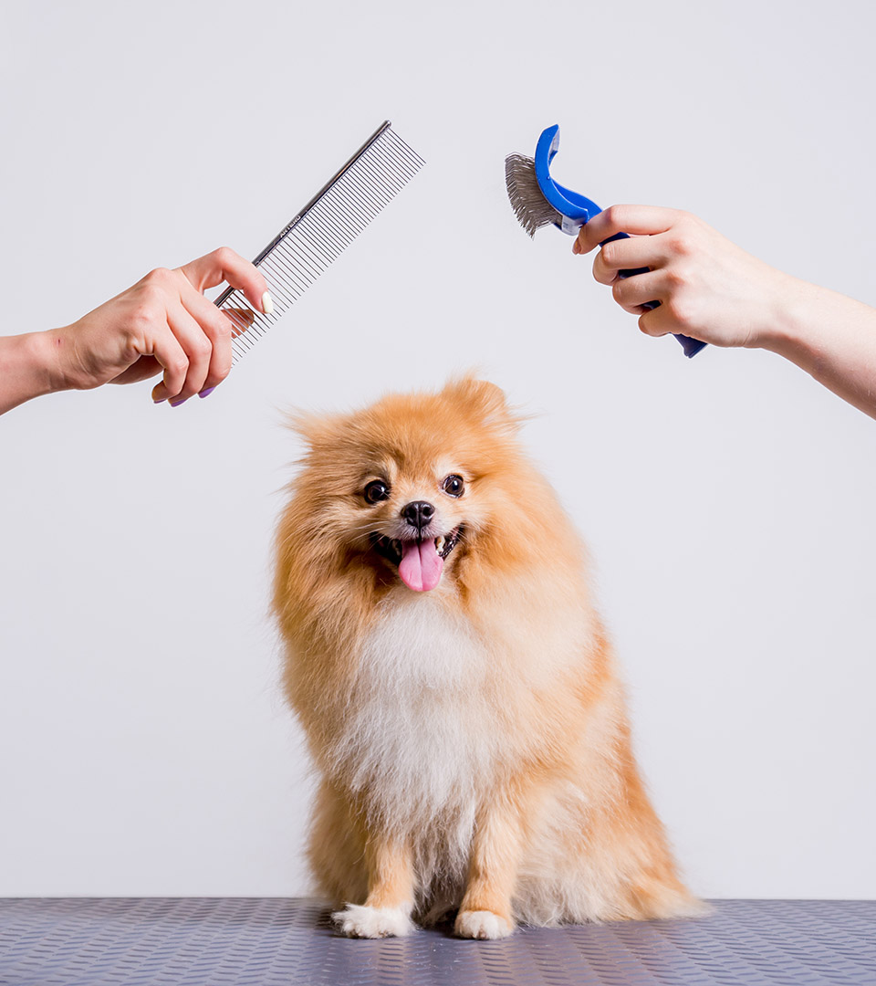 newbury dog with groomers